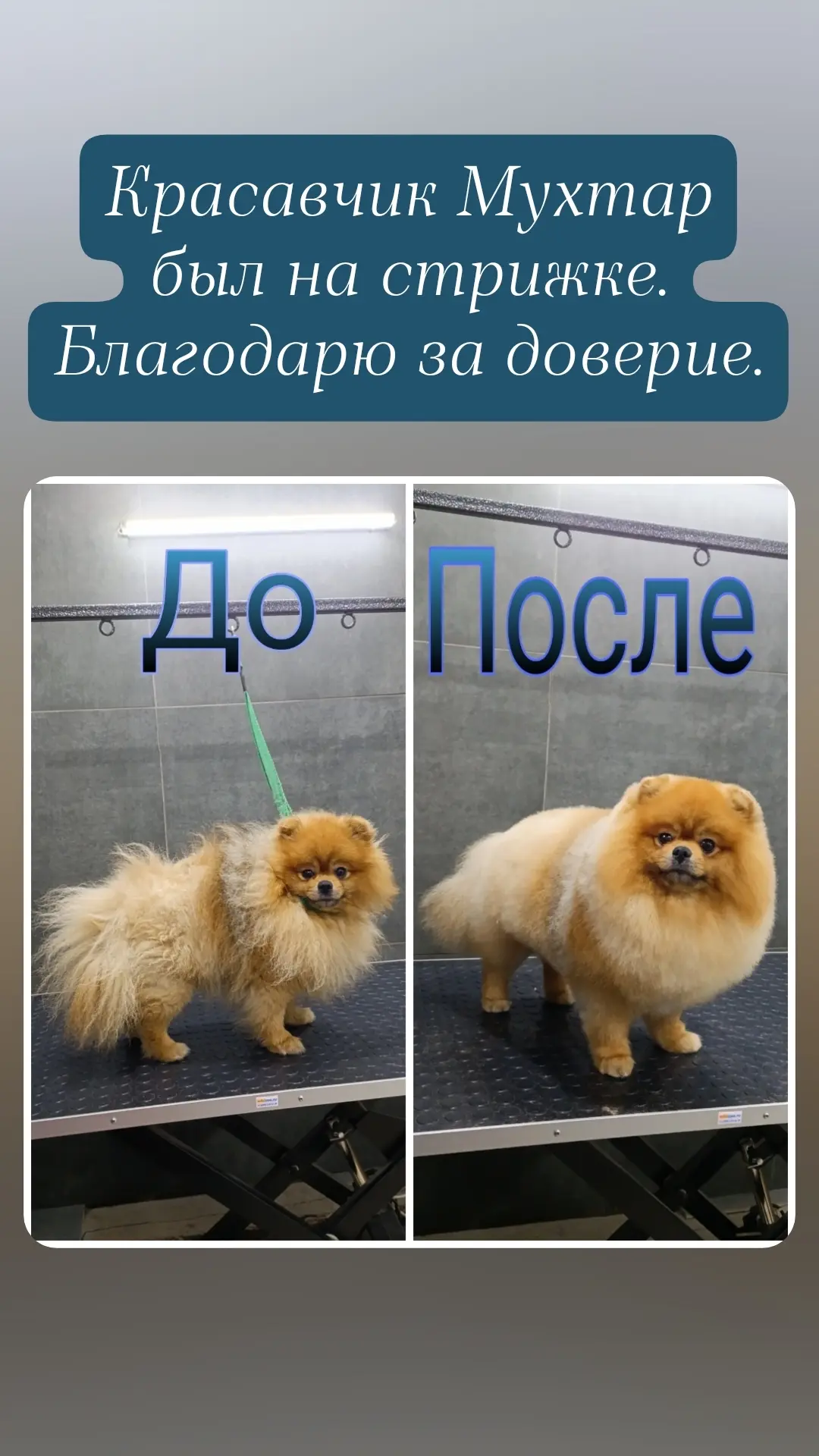 Прекрасное преображение милого Мухтара 🥰🥰🥰
