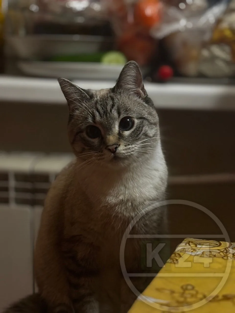 Пропала кошка‼️ Кличка Ася Голубые глаза, нет одной задней лапы Потерялась в районе Лесобиржа 3 Звон