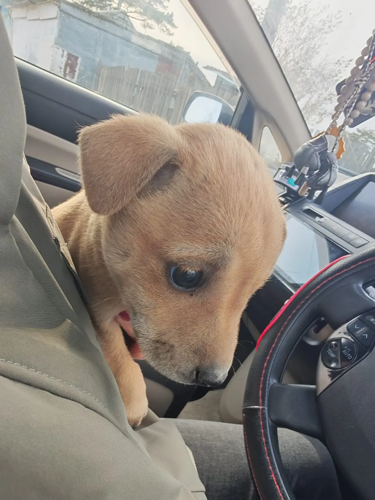 Пристраивается щенок  девочка .