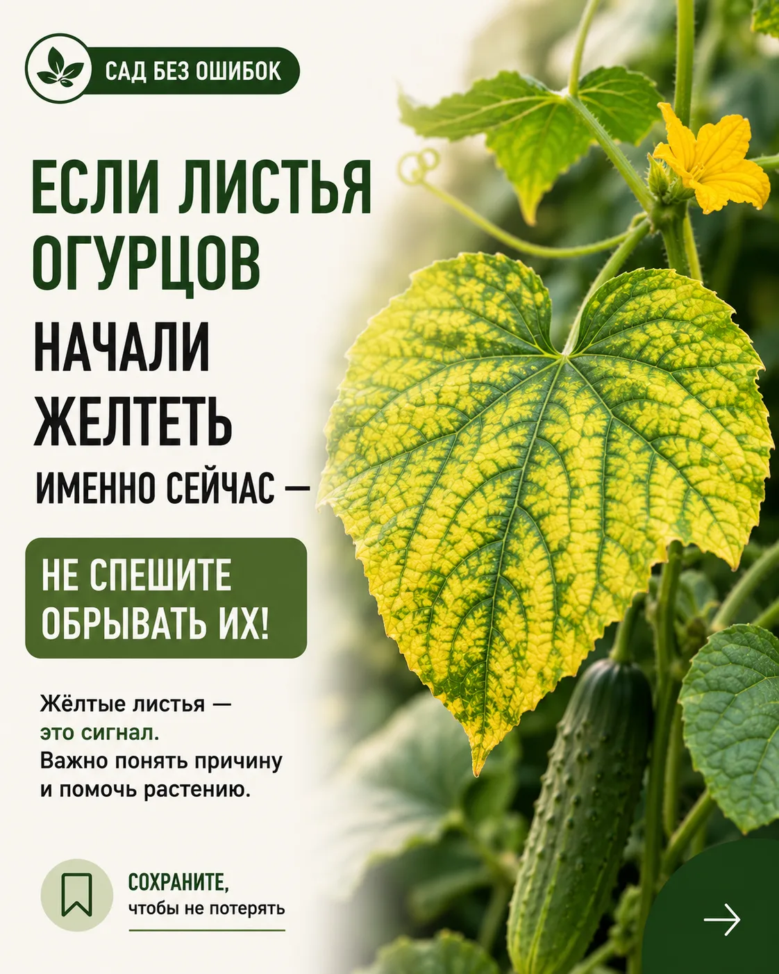 Перешлите его тем, с кем вы хотите поделиться хорошим урожаем.➡️➡️➡️