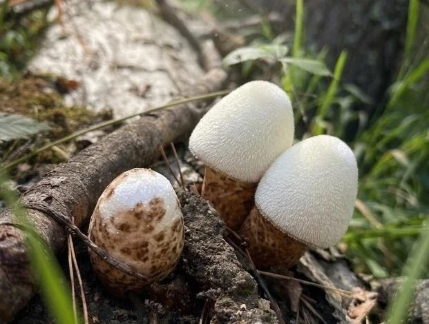 🍄 В Караканском бору обнаружили редкий гриб из Красной книги