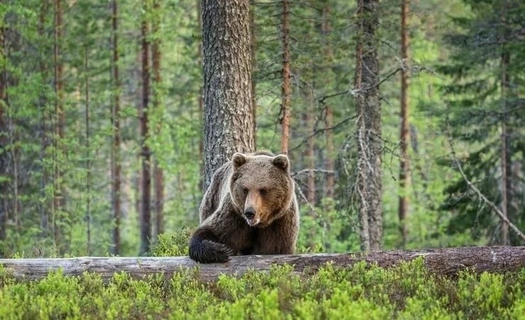 🐻 В Башкирии охотникам будут платить за отстрел медведей и волков