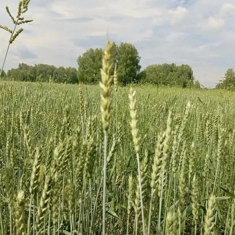 🌱Урожай на полях пригорода сегодня является вкладом в продовольственную безопасность Н...