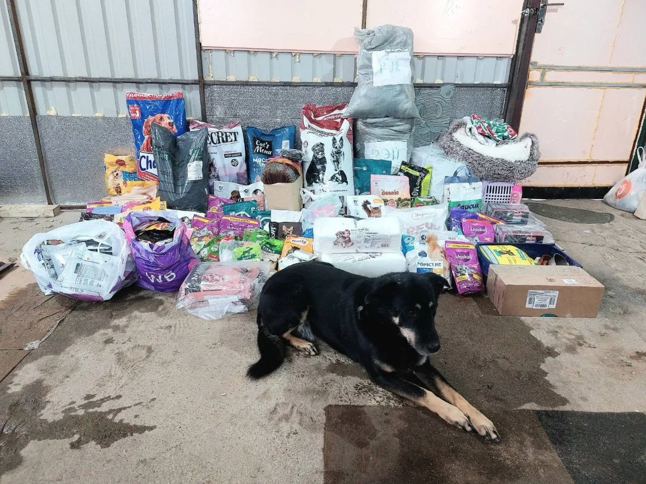 🐕МОСПИТОМЕЦ🐕

Помните, каждый год мы с вами принимаем участие в благотворительной акции, собираем 