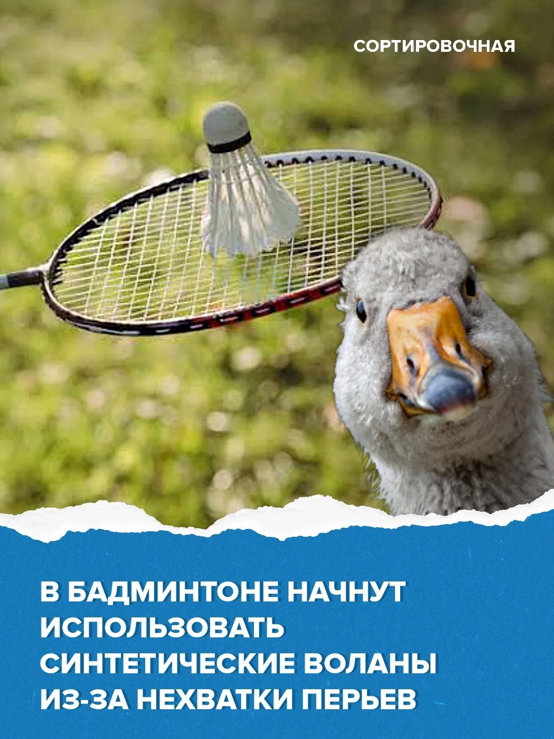 🏸 Всемирная федерация бадминтона разрешила использовать синтетические воланы из-за дефицита перьев  