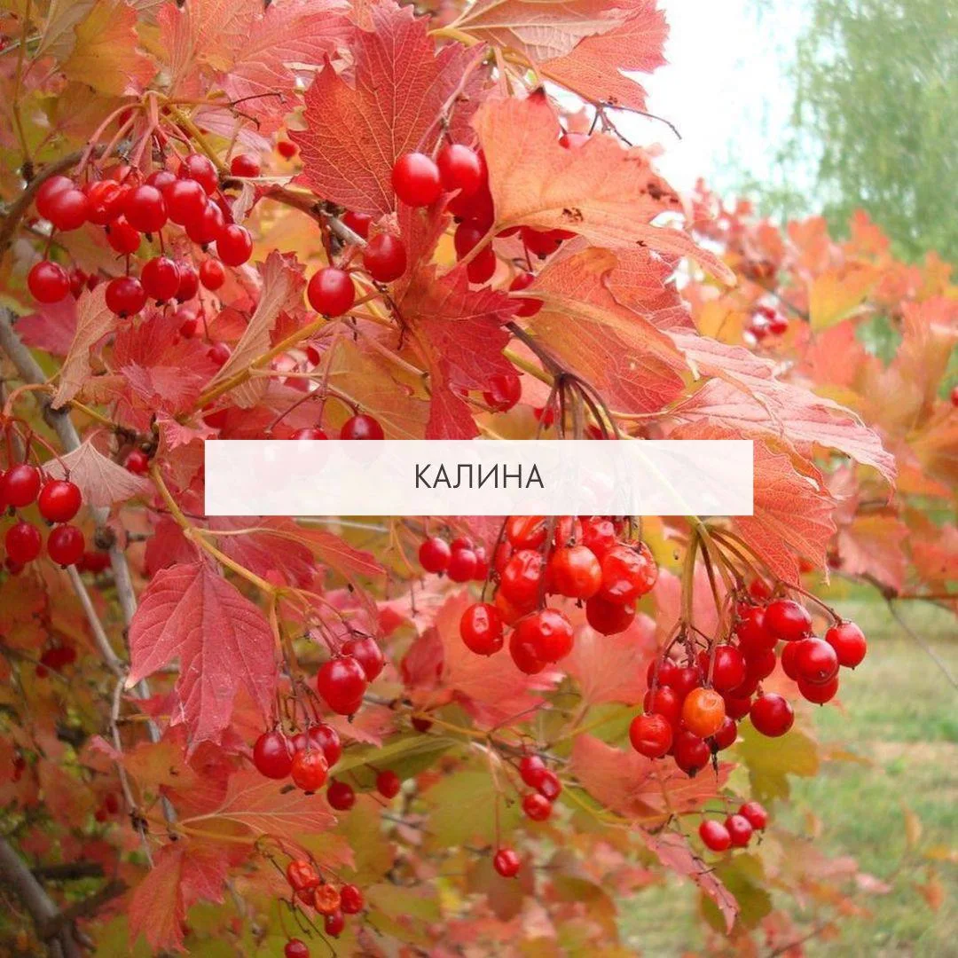🍂🌿 Эффективные кустарники, ярко цветущие осенью ✨