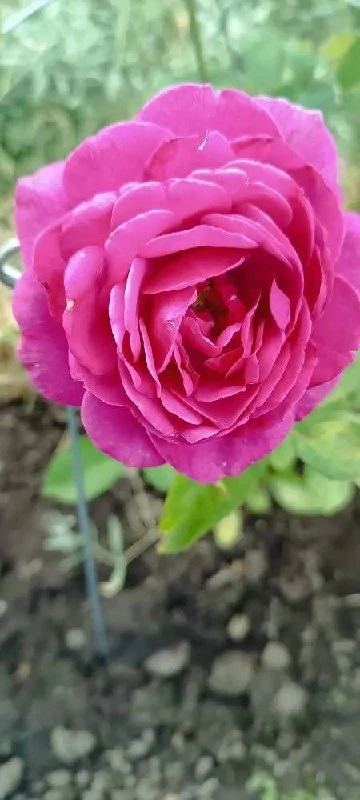 😍 ФОТО-ОТЗЫВ ШИКАРНЫХ РОЗОЧЕК! 🌹💗✨

🙏Спасибо нашим дорогим клиентам за отзыв и доверие! 

#расса