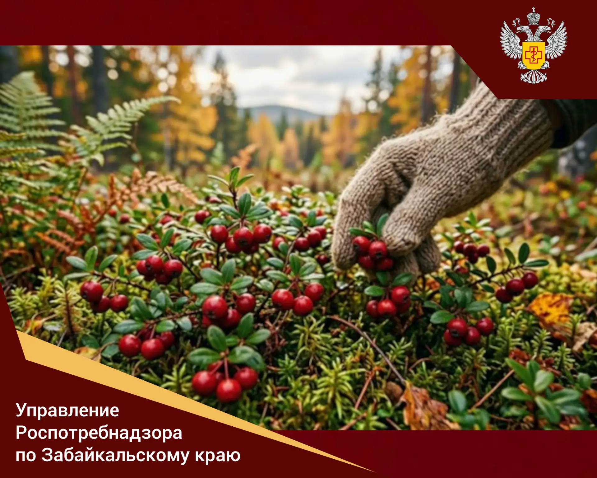 ⚡ Брусника – ягода для здоровья