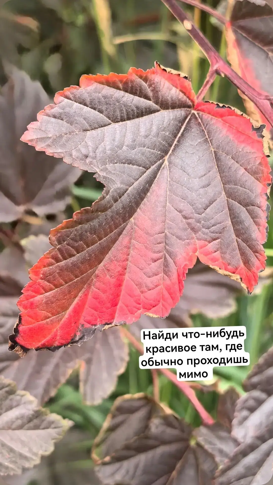 Спокойной ночи, завтра будет новый день! В котором будет что то удивительное и прекрасное.