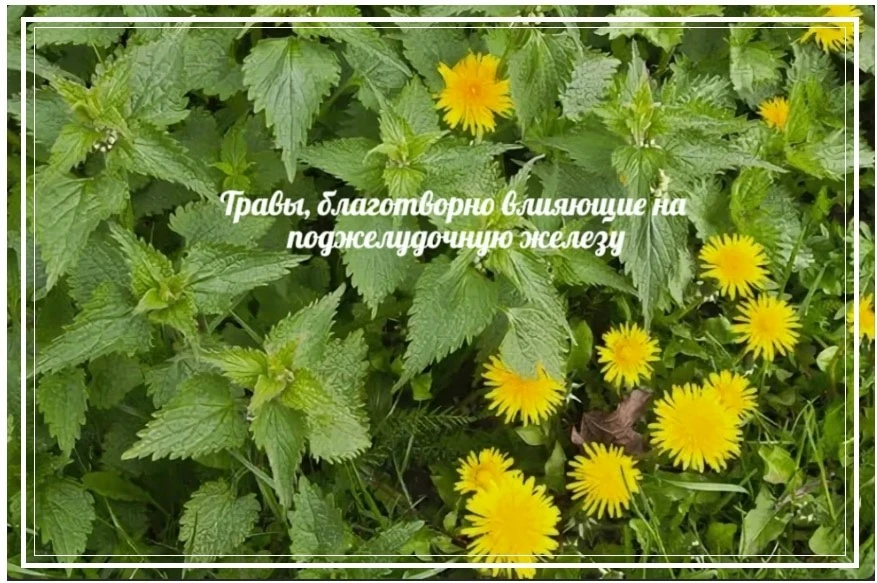 Травы, благотворно влияющие на поджелудочную железу.  ~~~ ~~~