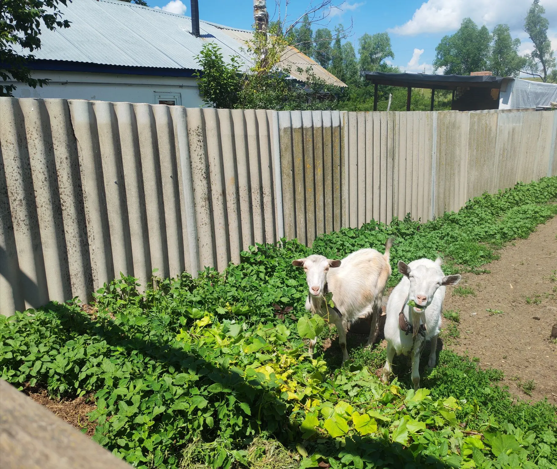Продам пару дойных коз, 2 окота, с Нововасильевка. Цена  15000 за обоих. Тел. 89228495406 Любовь Ива