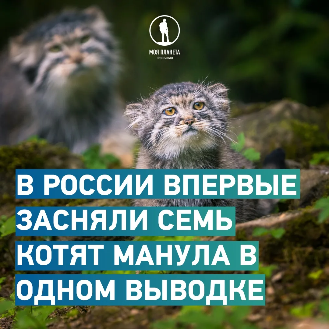 Хорошие новости от «Моей Планеты»