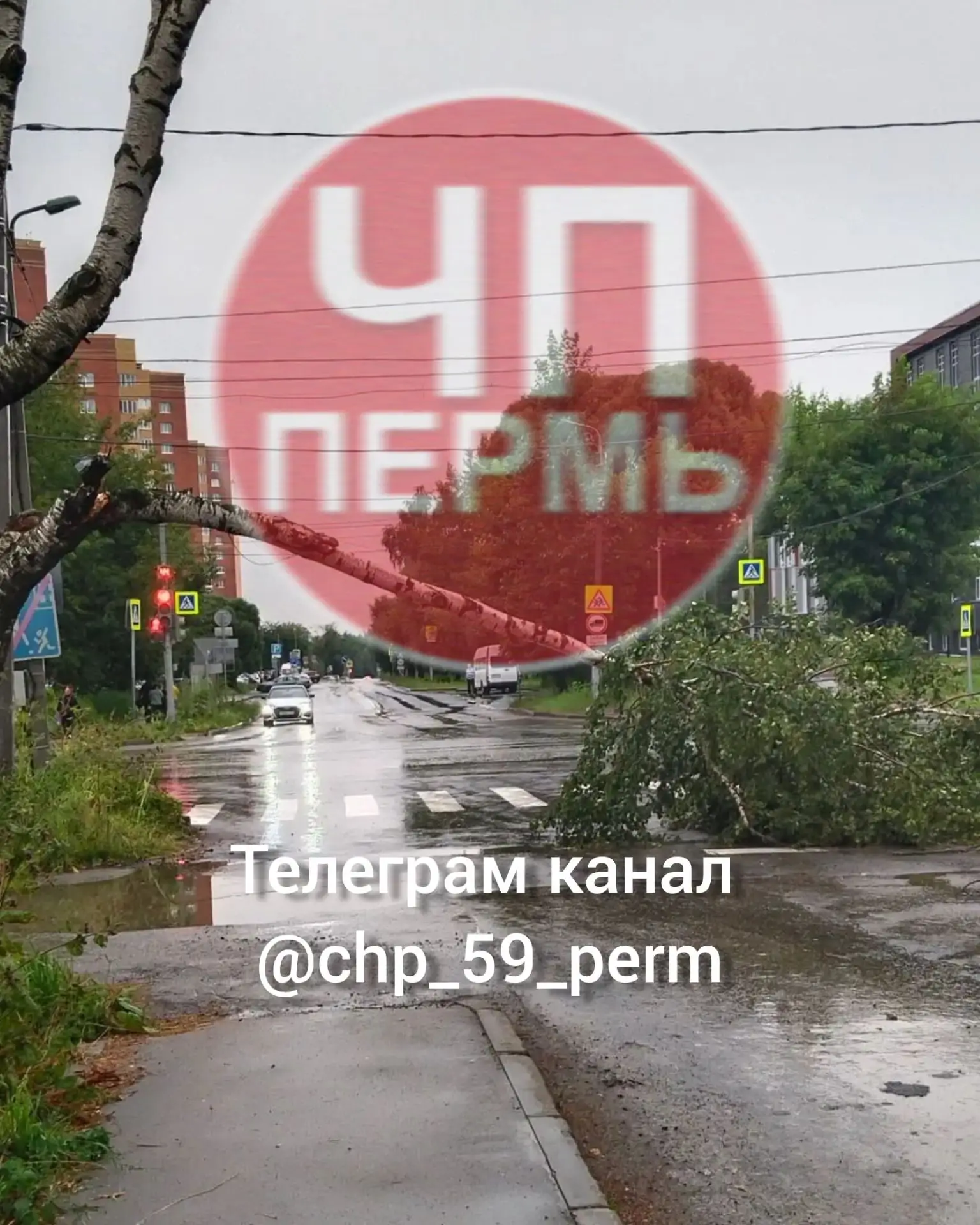 На улице Ивана Франко упала берёза