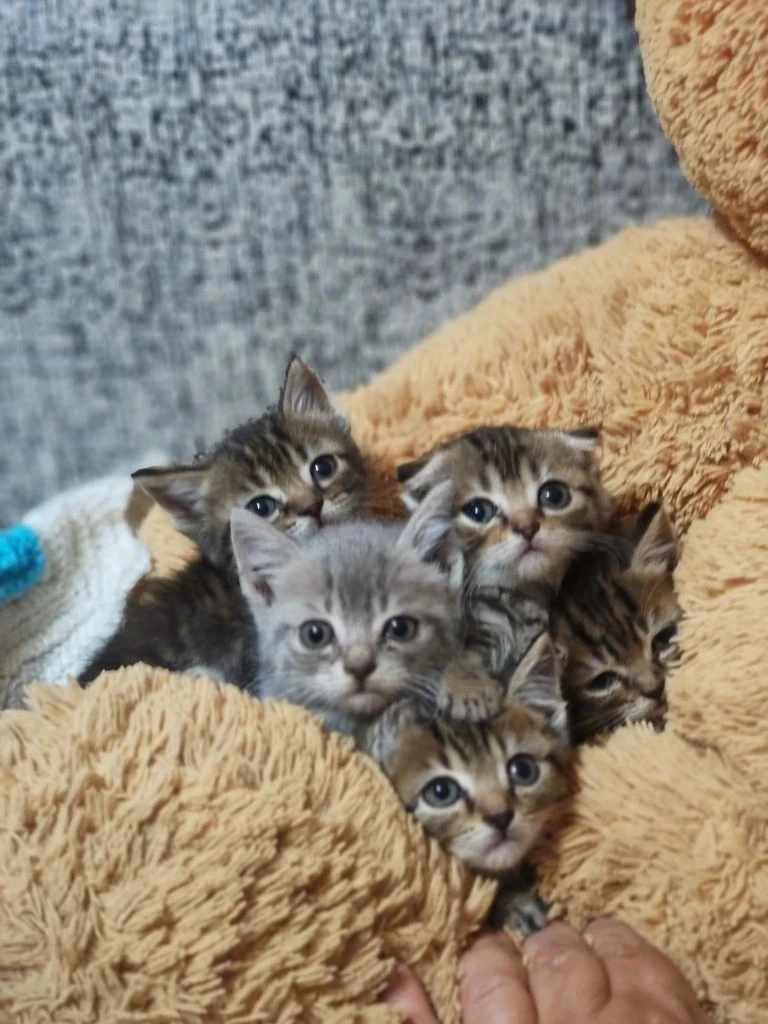 🐱 В эфире — пилоты хорошего настроения!

Пять котят на плюшевой игрушке — вот состав, который не по