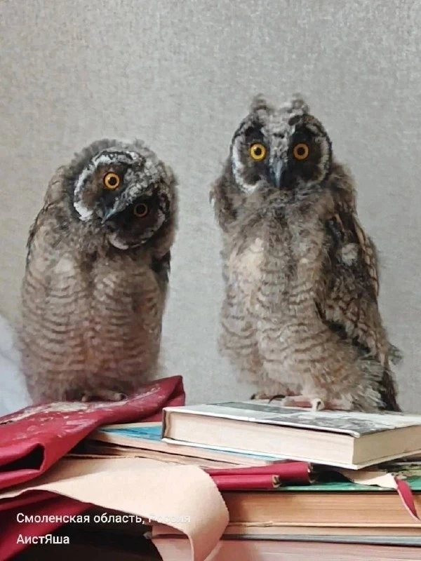 🦉 Смоленский птичий приют выходил двух совят

🟢  Реабилитационный центр спасения диких птиц «АистЯ