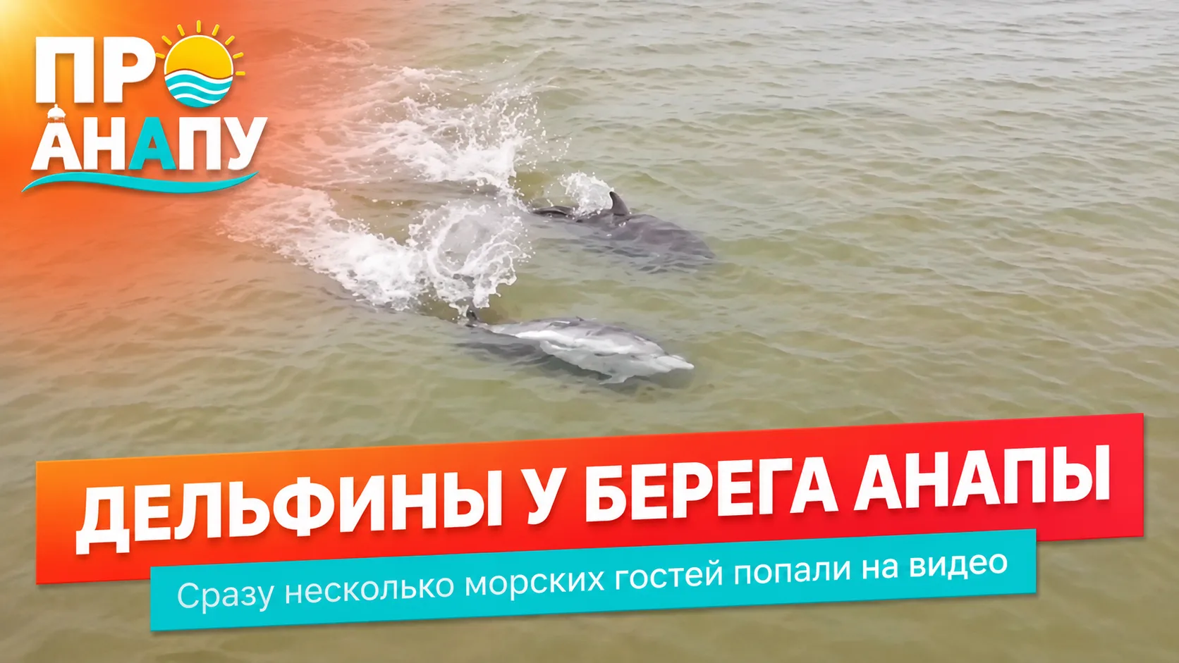 В Анапе заметили сразу несколько дельфинов у берега