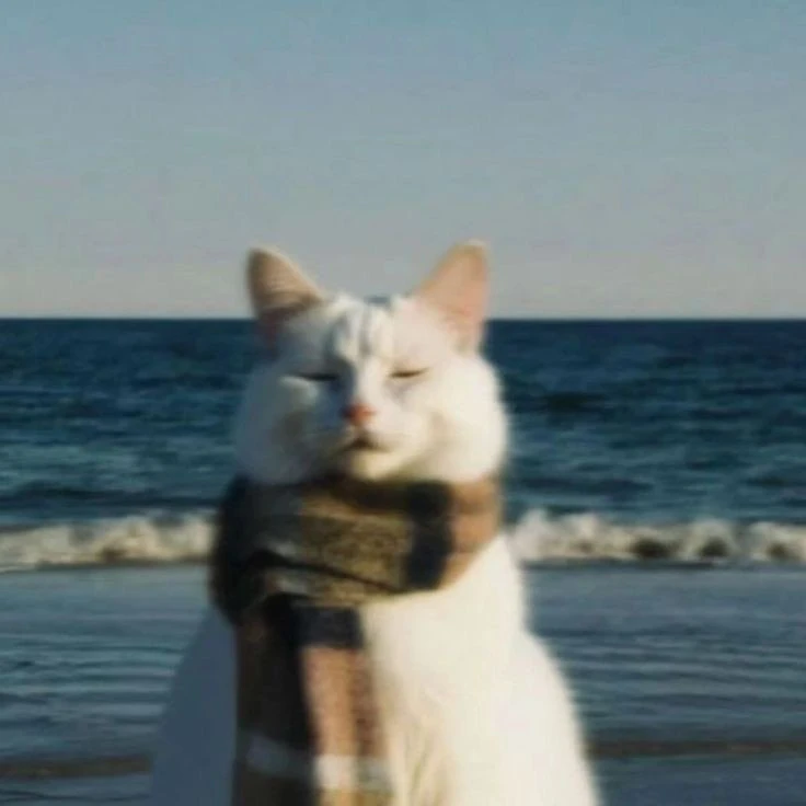 ава с котом | Avatar with a cat