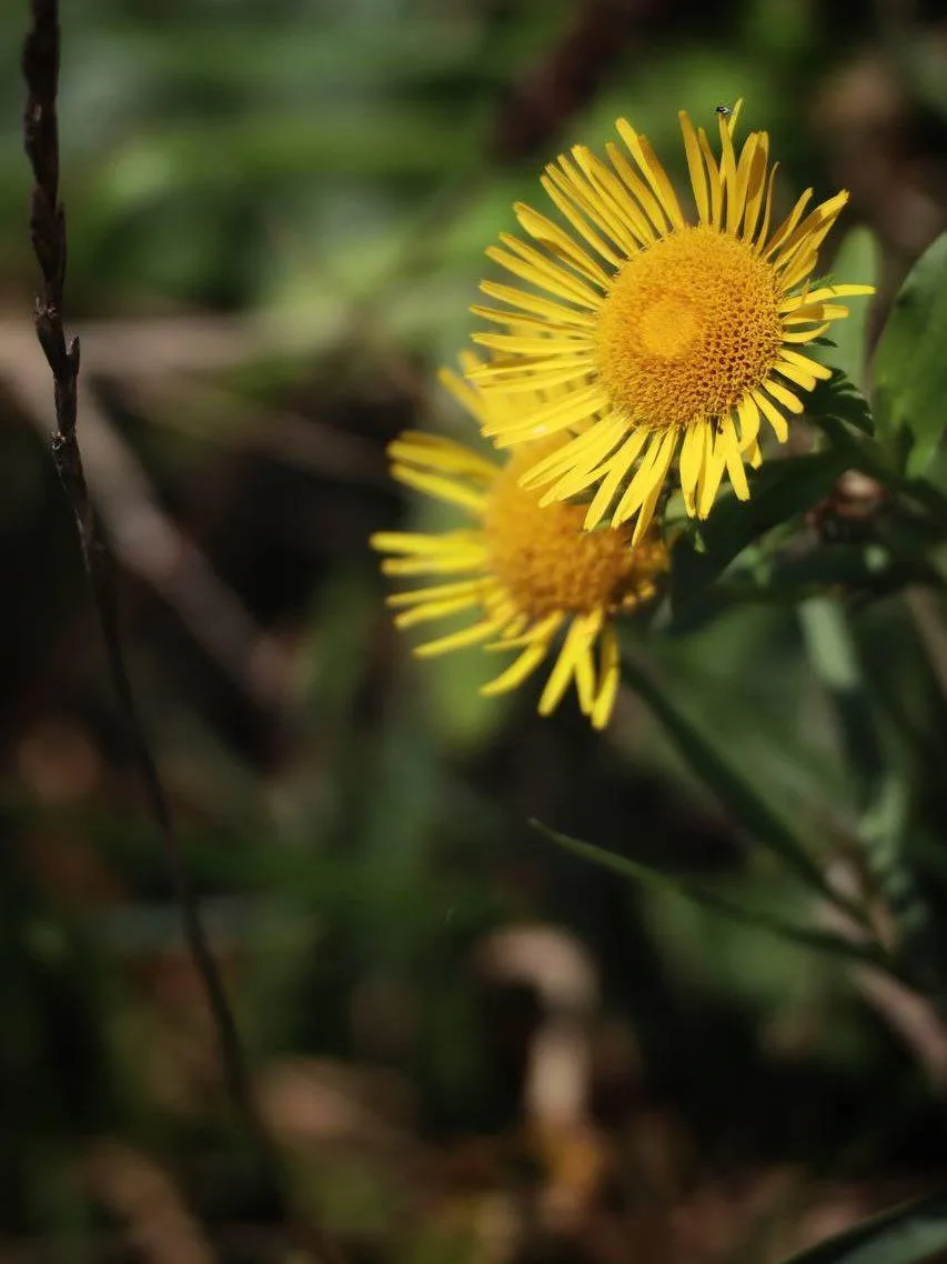 Бабье лето и закат в Анапе 🌼🕊