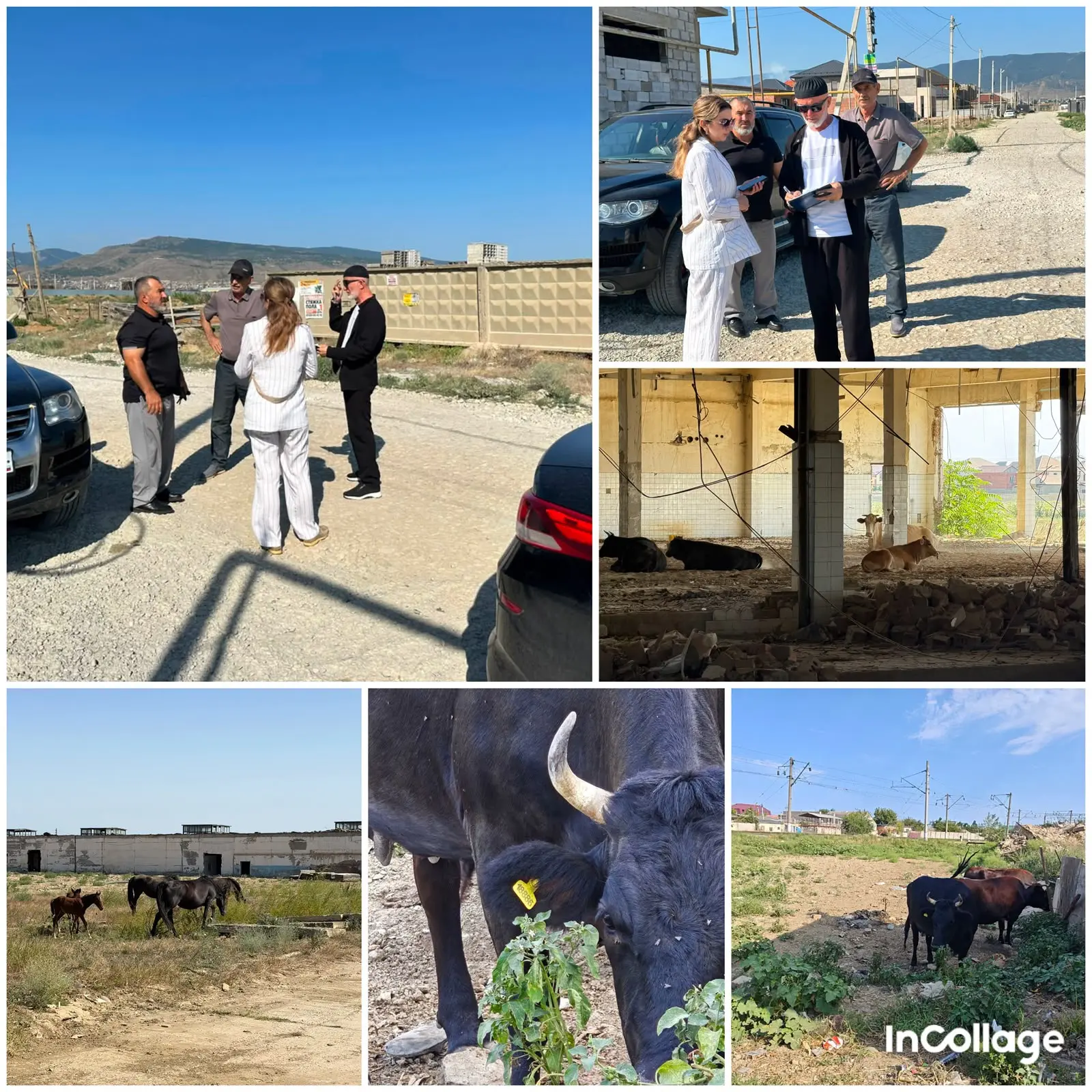 🐄 Мониторинг поголовья сельскохозяйственных животных