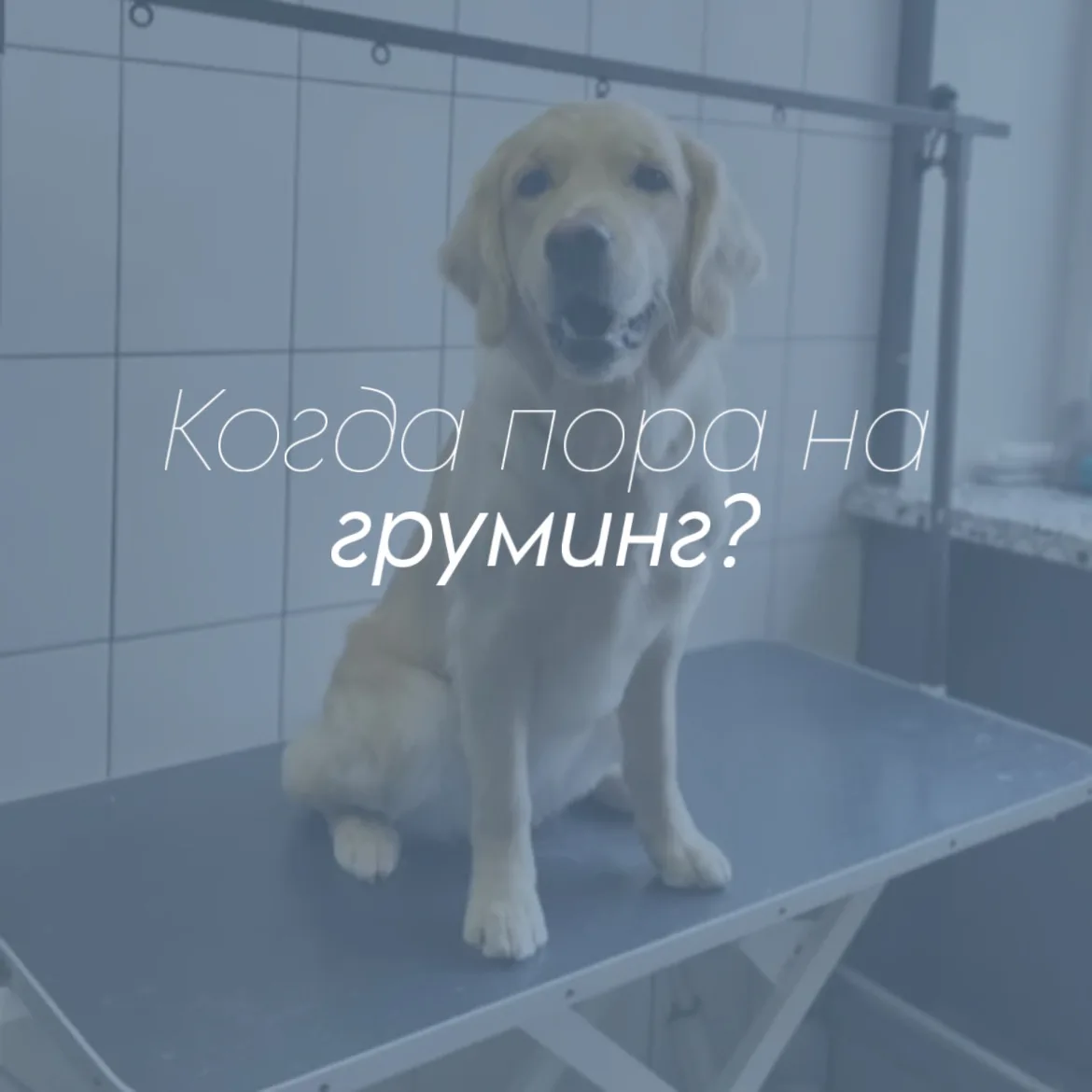 Есть простые признаки, что уже пора записаться на груминг:

Пора на груминг, если:
• Когти начали ст