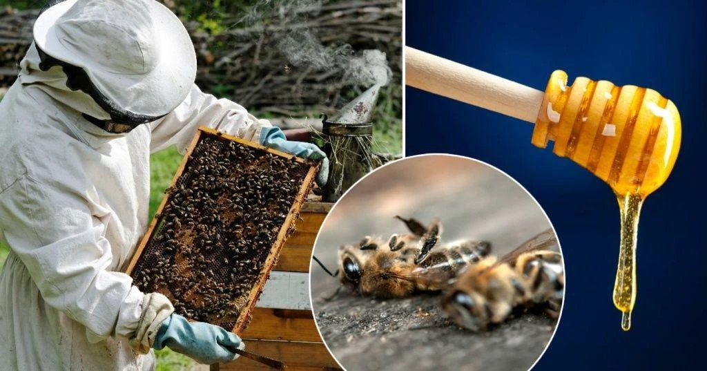 🐝🐝🐝  Внимание пчеловодам! Информацию о предстоящих обработках территорий пестицидами...