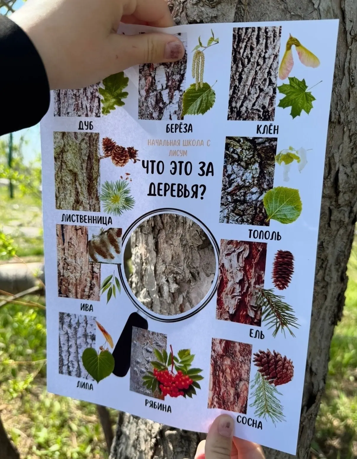 «Юные исследователи: разгадываем тайны природы!» 🌿🌳⛅
Сегодня у ребят было увлекательное задание — 