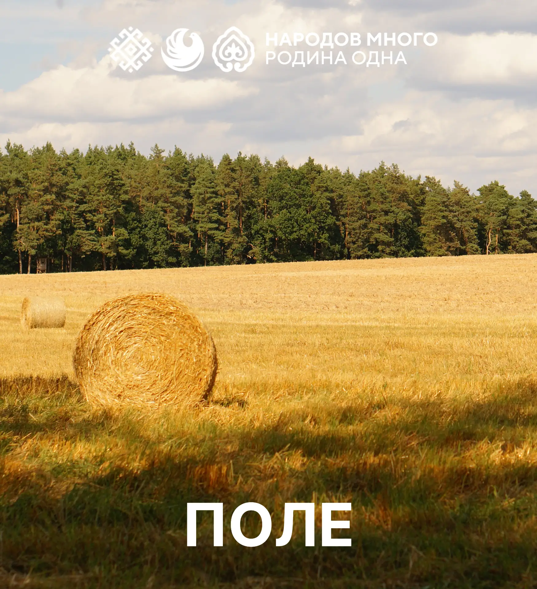 🌾 Слово дня – поле