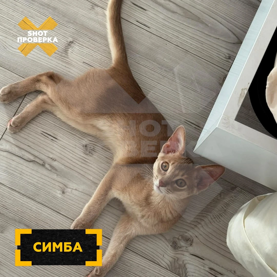 ⚡️ На вакцину для кошек «Мультифел», которую выпускает производитель «Мультикана», масс...