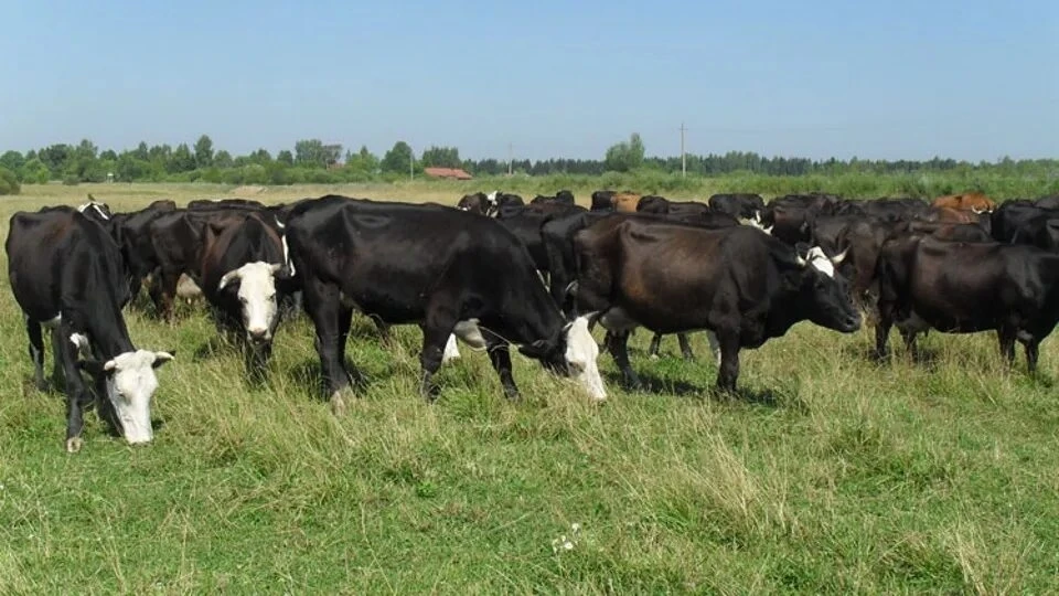 Гиподерматоз КРС: коротко о главном

🐄 Гиподерматоз КРС: угроза, которую важно заметить вовремя!
За