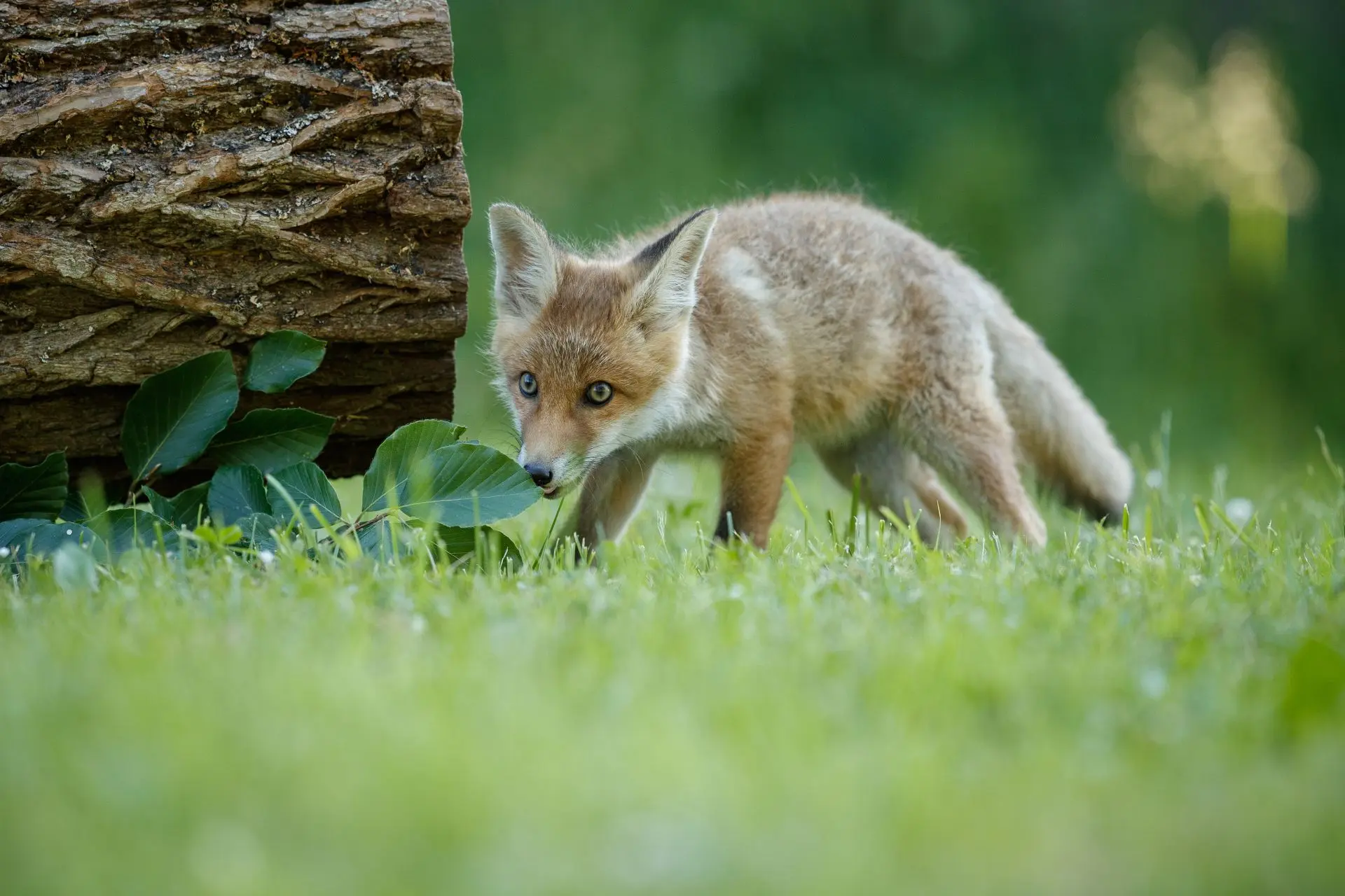 🦊 В парке «Прибрежный» города Набережные Челны зафиксировано нападение дикой лисы на л...