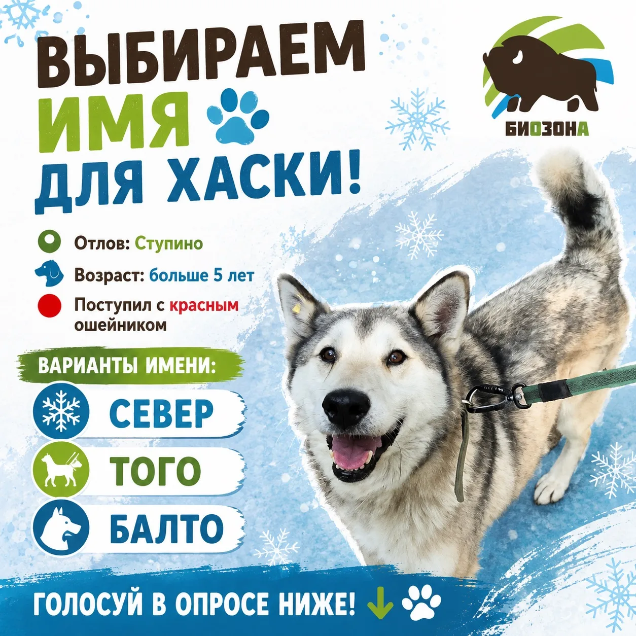 ВЫБИРАЕМ ИМЯ ДЛЯ НАШЕГО КРАСАВЦА-ХАСКИ! 🐾❄️