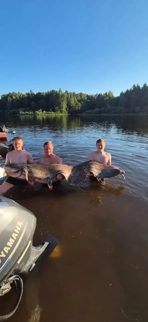Москвичи поймали 97-килограммового сома в Рыбинском водохранилище

Семья рыбачила у села Брейтово в 
