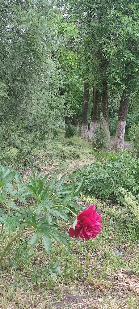 Весна в школьном дворе 🌺
