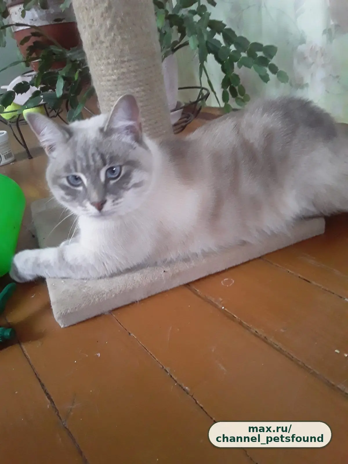 🐾 Найден питомец — Коломна