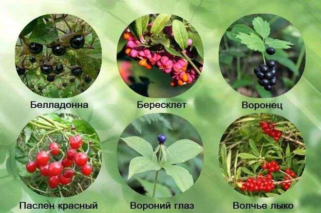 Осторожно: опасные ягоды!
Лето — время игр на природе, вкусных ягод и новых открытий.Но важно помнит
