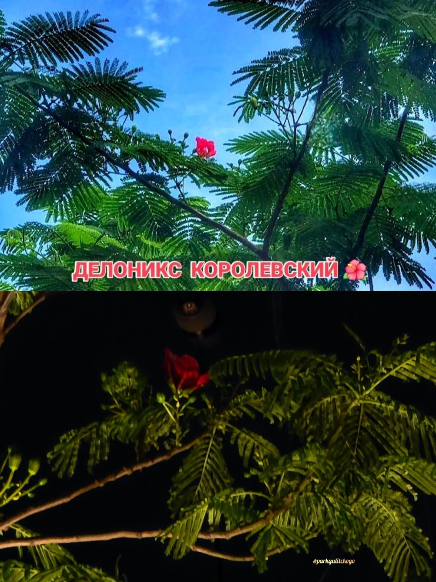 🌿🌴Делоникс – огненное,🔥 
яркое дерево, которое входит в пятерку самых красивых деревьев в мире –з