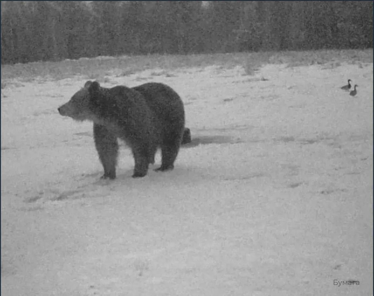 🐻 Медведи стали чаще наведываться к людям в Ленобласти