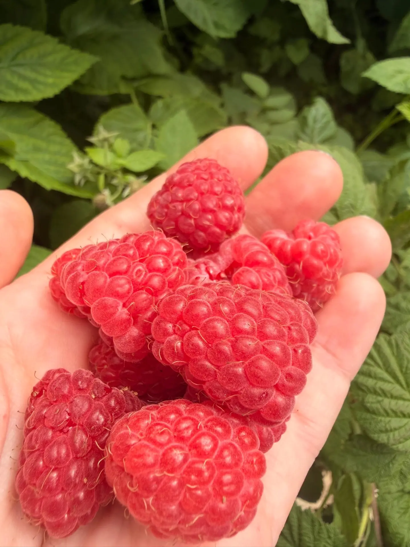 Ведро сладкой малины с куста! 🍓 

Ищете неприхотливую и крупную малину?

Малина сорт «Гусар» — золо