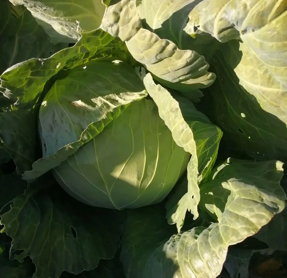 Продам домашнюю капусту (Мегатон). Цена 80 руб./кг. Самовывоз Остров (за Ингодой). Толь...
