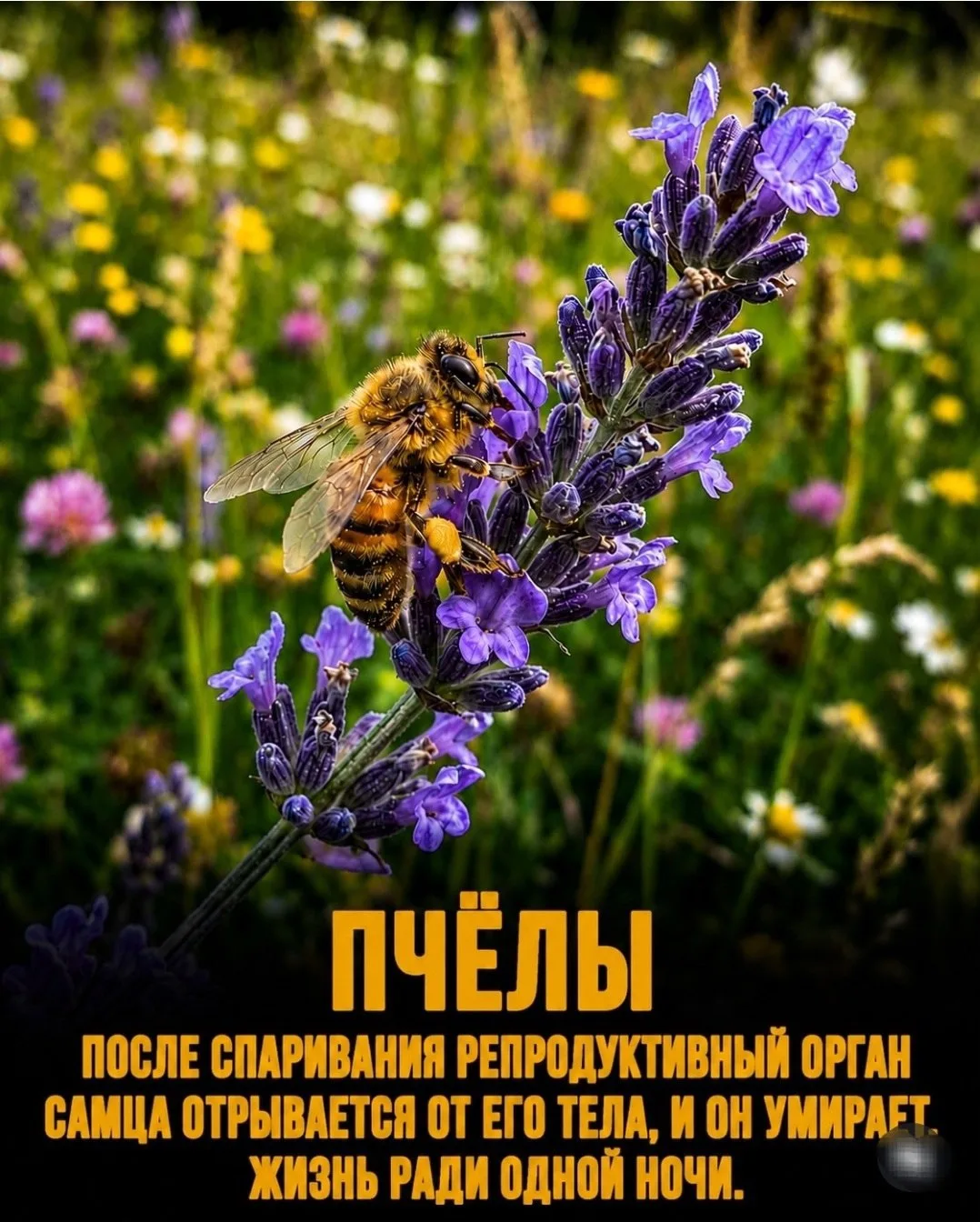 А САМКА-ТО ЦЕННЕЕ В ПРИРОДЕ! Наткнулась сегодня на эти факты, и в который раз… — публикация канала «Микерина. Роды? Зови акушера!»