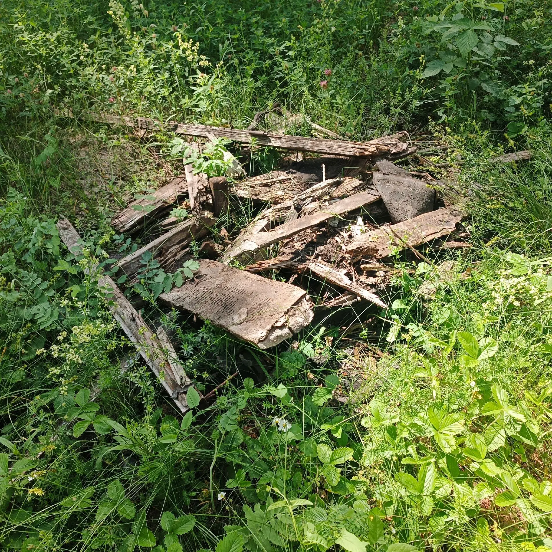 В нашем любимом лесу в микрорайоне Северный 2,какие то изверги вырубают деревья увозят стволы, а вет