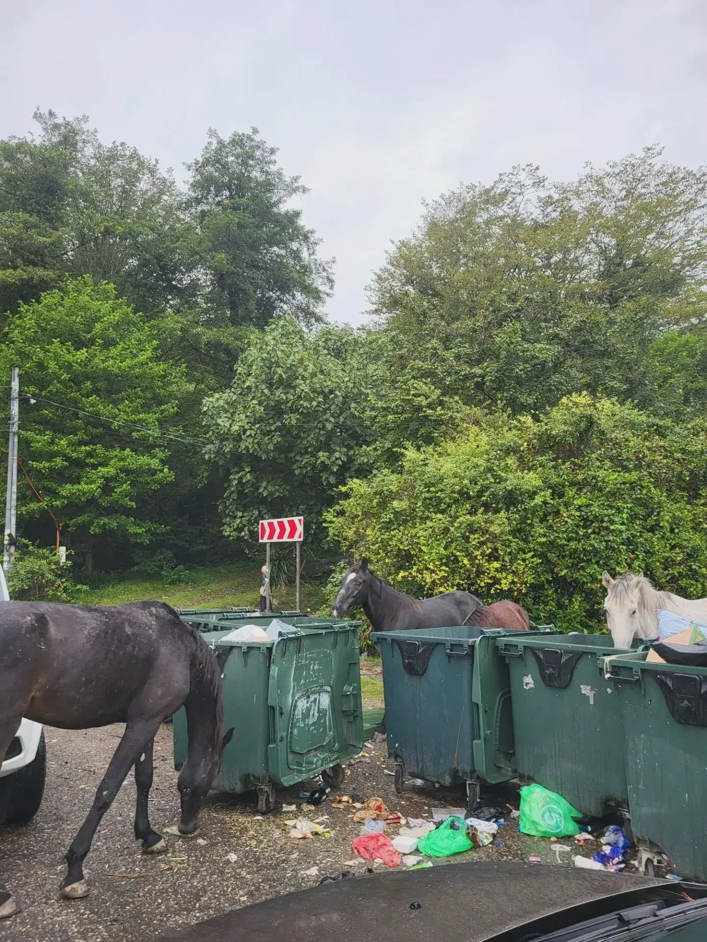 🐴 Лошади снова добираются до мусорных баков