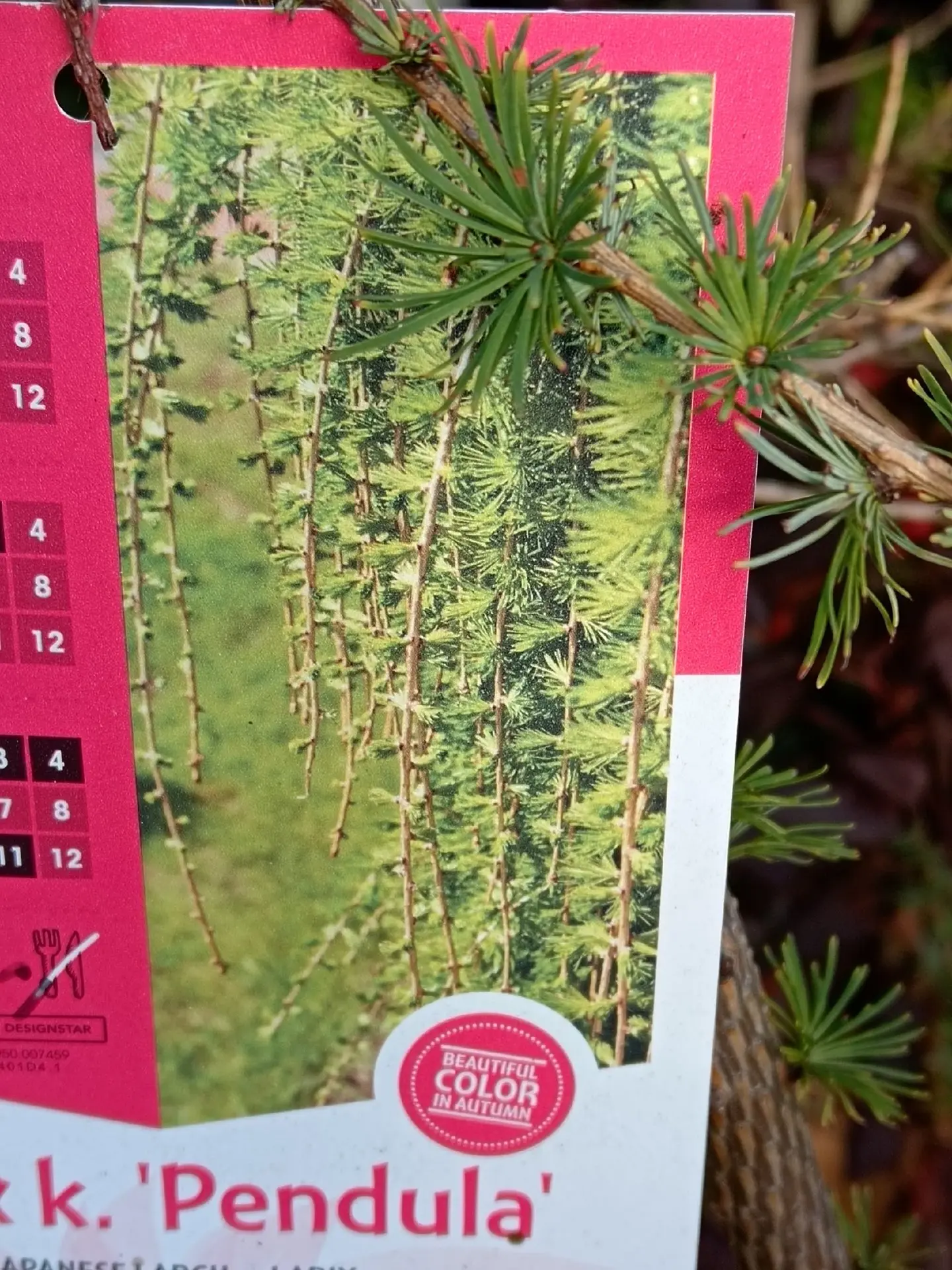 🌲 ЛИСТВЕННИЦА ПЕНДУЛА НА ШТАМБЕ — ИЗЯЩНОЕ ЧУДО В ВАШЕМ САДУ!