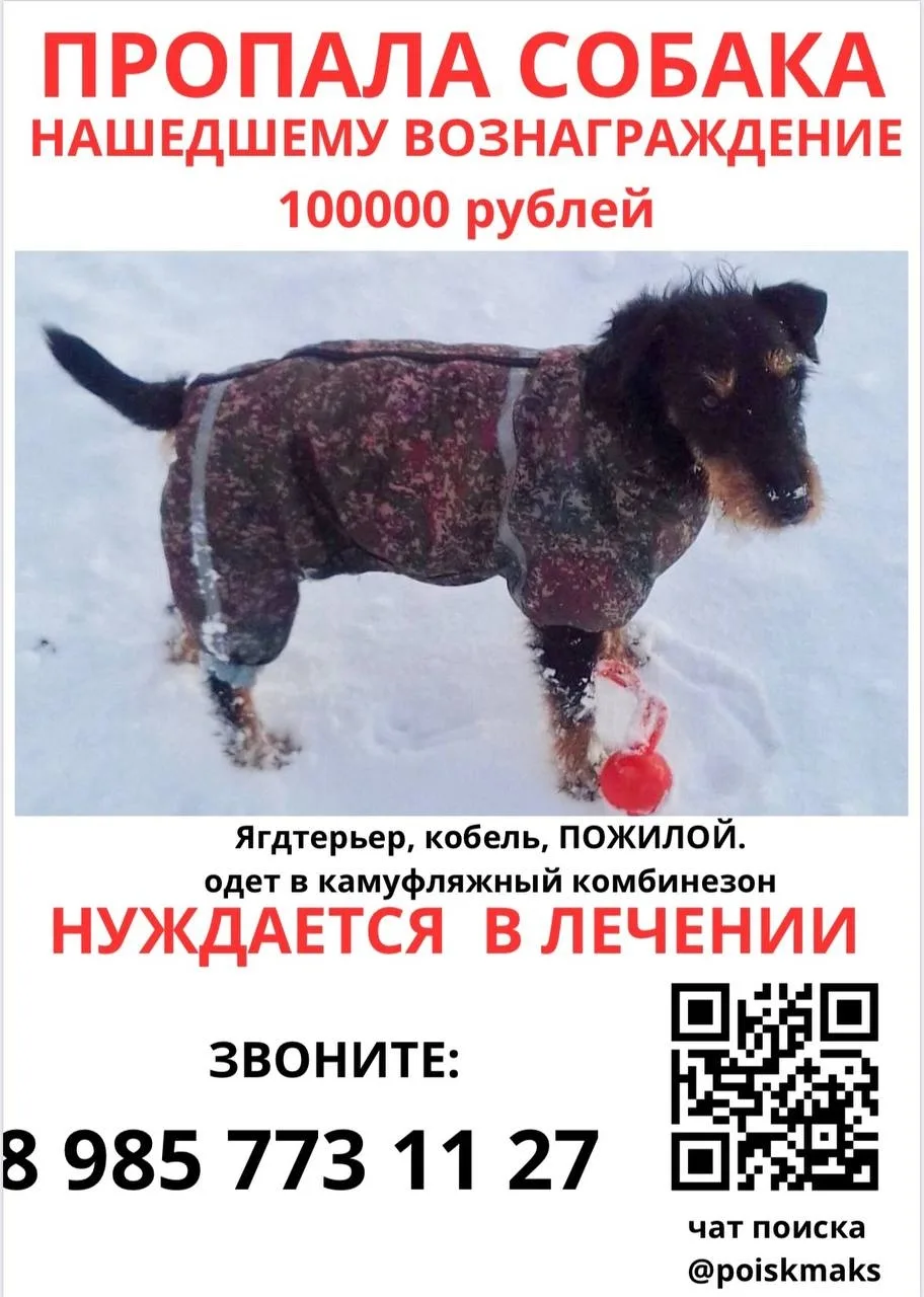 Друзья!  Мы обращаемся к вам с огромной надеждой. Наш любимый пес, Макс, жесткошерстный ягдтерьер, п