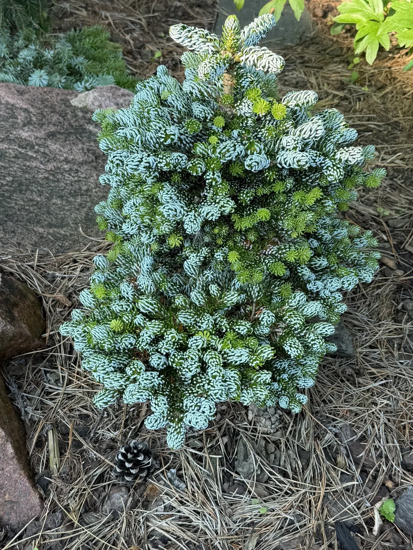 Abies koreana 'Kohout's Icebreaker'