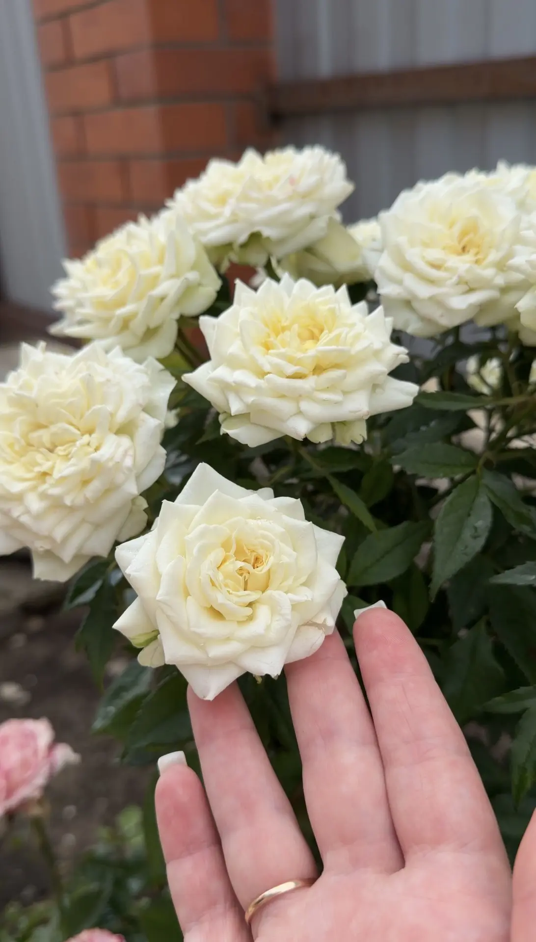 Потом вот по участку прошлась!

Розы из пятерочки так красиво разрослись 😍 Прям целый букет у нас н