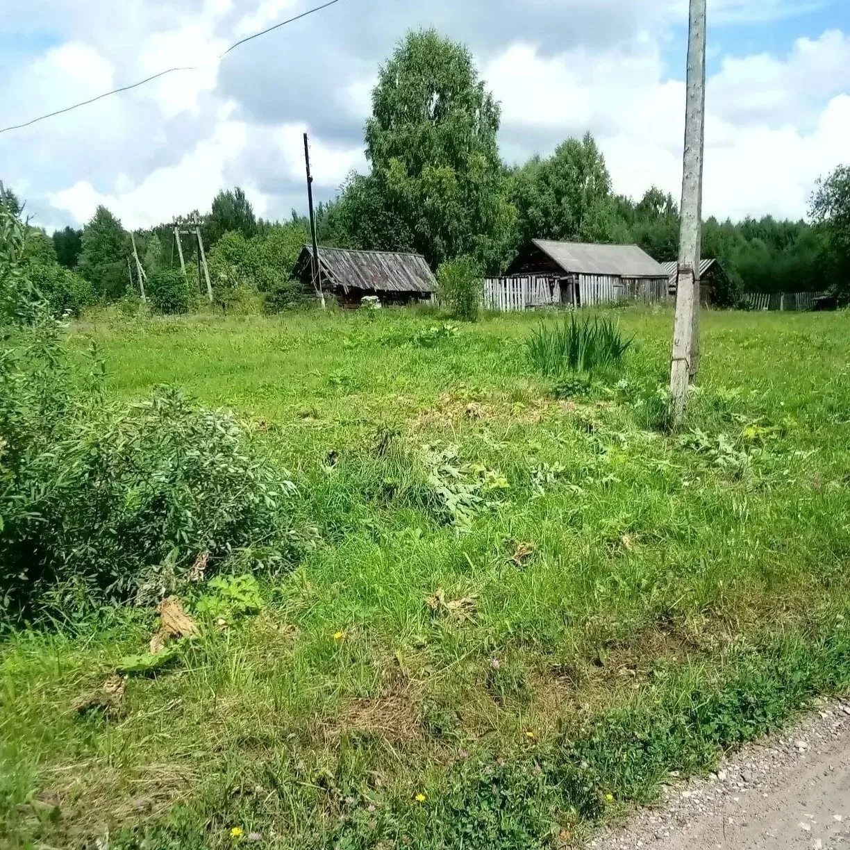 🌿 Борьба с борщевиком Сосновского идёт в Вонданке