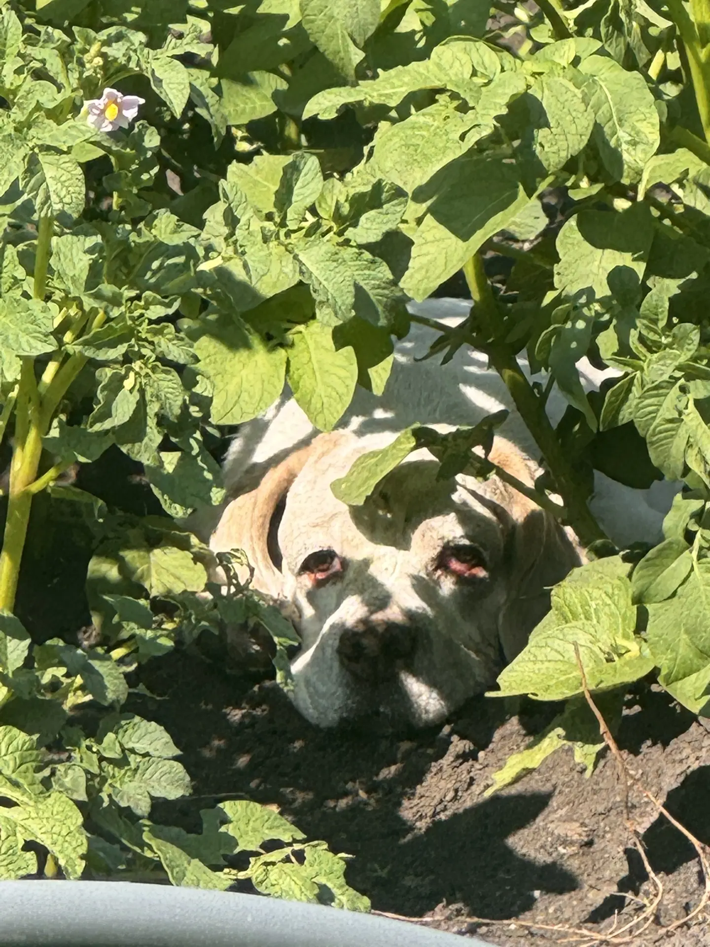 Мы уехали в деревню к моей маме. Всегда с собой берем собаку🐶
Делюсь фото- Я загораю, а моя собака 