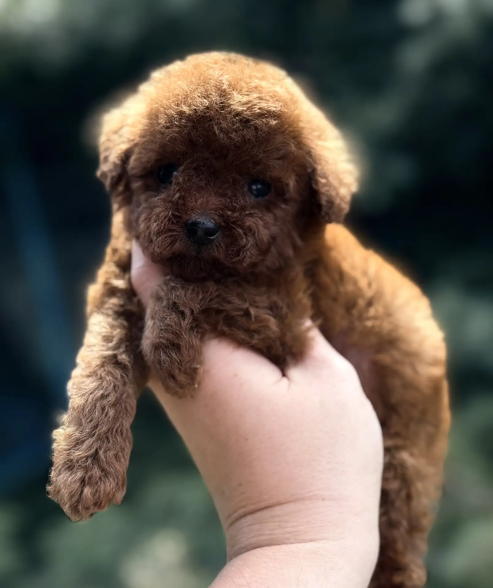 Мальчик той пудель Тедди от китайских родителей ❤️