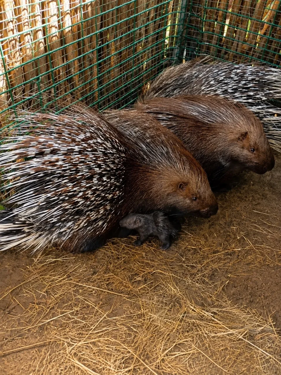 🥹🦔 Милоты пост: на фото маленькие дикобразы в Старооскольском зоопарке